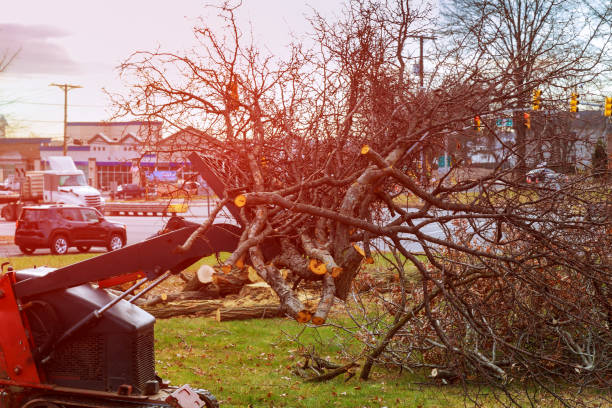 Tree and Shrub Care in Lake Camelot, IL